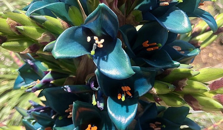 Rare Sapphire Tower Plant Blooms for First and Last Time After 20 Years